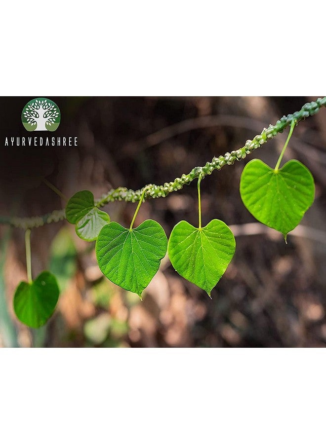 AYURVEDASHREE Guduchi Powder 100 Gm I Giloy Powder I Ayurvedic Herbal Immune Support I Supports Immune System I Tinospora Cordifolia Powder I Non GMO I Gluten Free I 100% Natural - Image 2