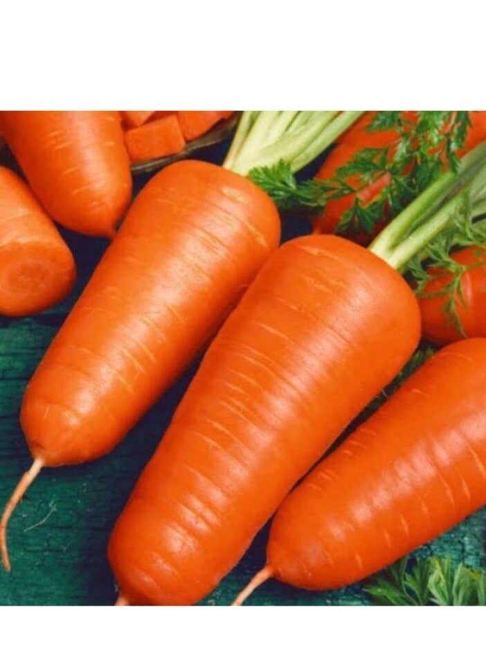 Agrimax Carrot Premium Quality Seeds by Agrimaxgroup® - Image 3