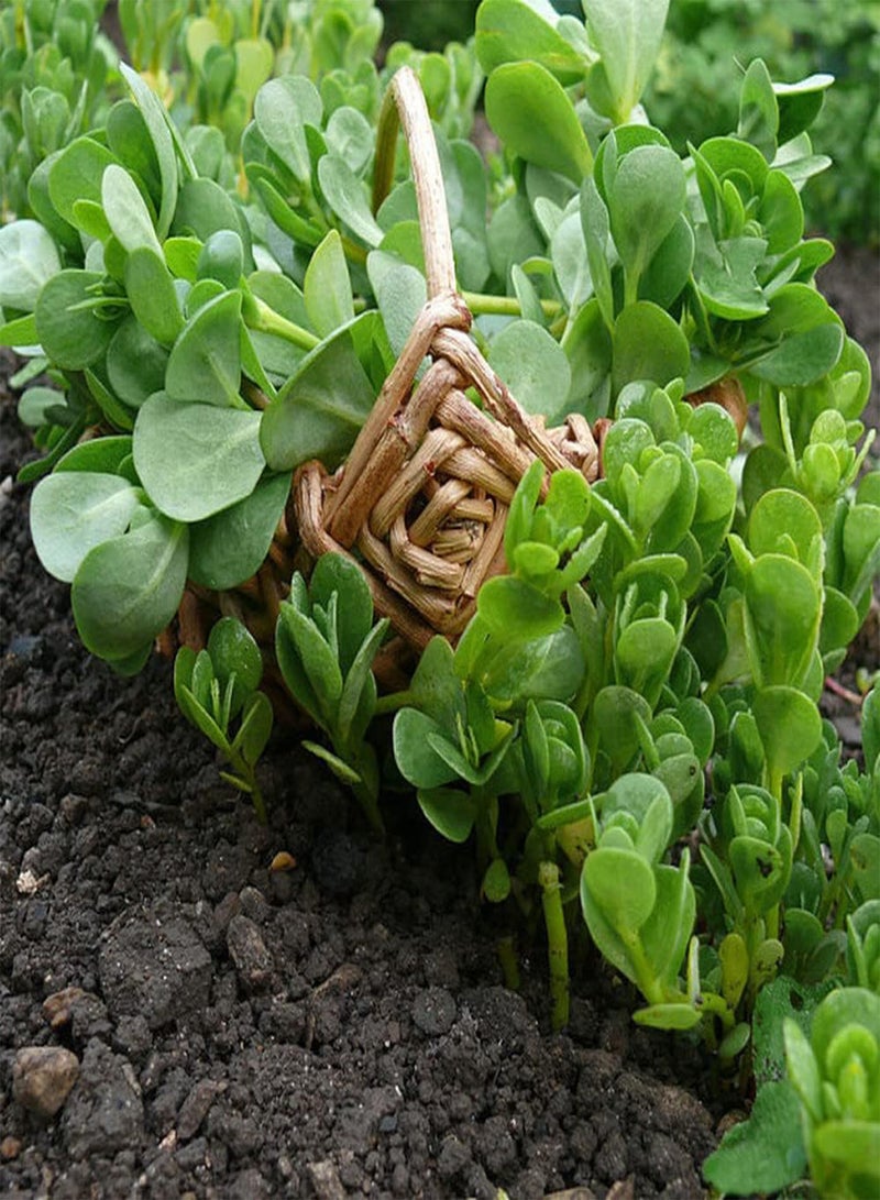 جي جوت 500 قطعة من بذور بورتولاكا أوليراسيا، عشبة خضراء غير معدلة وراثيًا، مناسبة لترتيب حدود الزهور وحواف الحديقة، أصناف مثالية للحدائق والمناظر الطبيعية والتصميم - Image 1