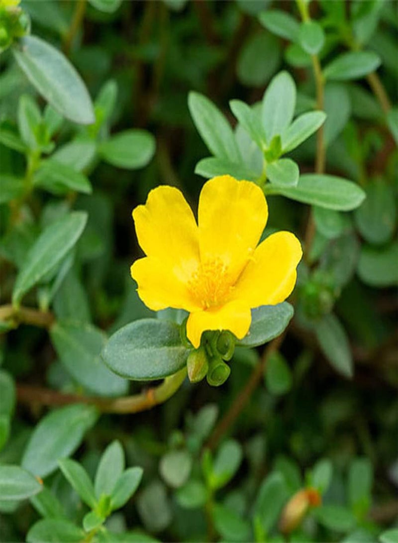 جي جوت 500 قطعة من بذور بورتولاكا أوليراسيا، عشبة خضراء غير معدلة وراثيًا، مناسبة لترتيب حدود الزهور وحواف الحديقة، أصناف مثالية للحدائق والمناظر الطبيعية والتصميم - Image 2