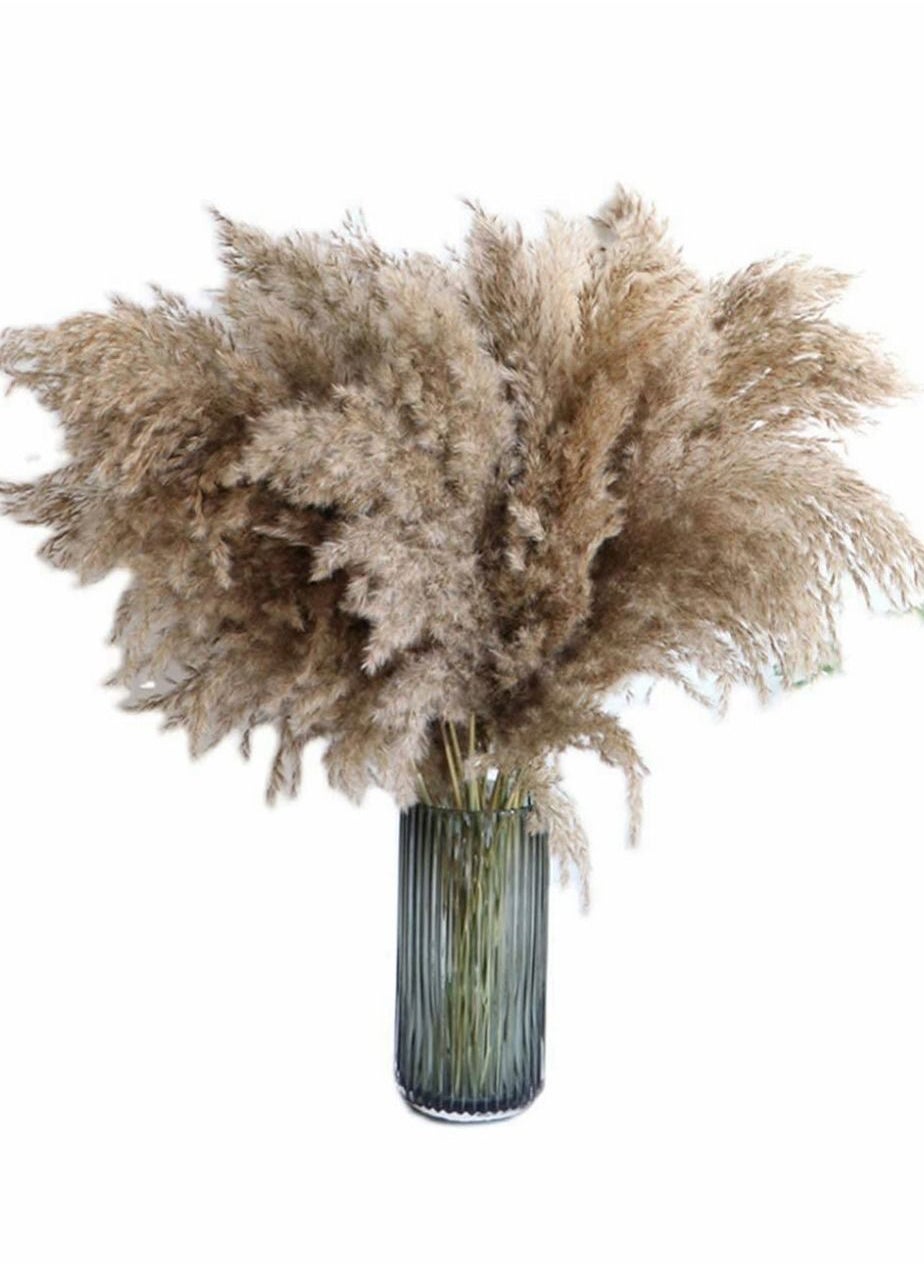 HomarKet Pampas Grass Large - 25 Stems Of 60cm, Natural Large Pampas ...