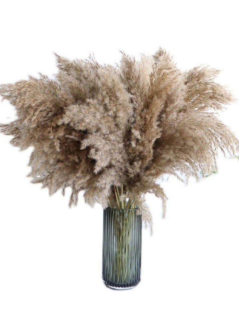HomarKet Pampas Grass Large - 25 Stems of 60cm, Natural Large Pampas Grass. Dried Pampas Grass Decor Wedding Flower Bunch Natural Plants Decor Reed Flower Bouquet - Image 1
