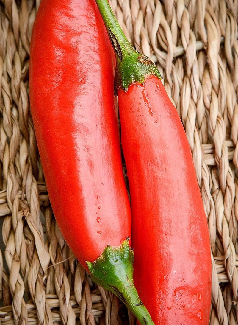 GGOOT Aji Colorado Peruvian Heirloom  Premium Seeds 100pcs/Packet