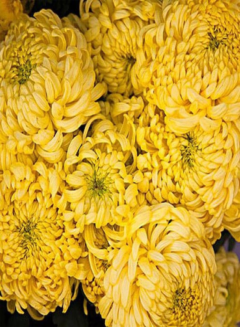 جي جوت 200 قطعة من بذور الأقحوان لزراعة الحدائق الخارجية بأزهار صفراء شاهد واستمتع بمناظر البستنة الجميلة مع عائلتك - Image 2