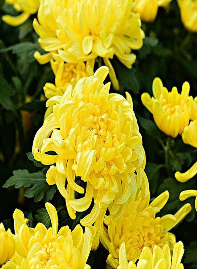 جي جوت 200 قطعة من بذور الأقحوان لزراعة الحدائق الخارجية بأزهار صفراء شاهد واستمتع بمناظر البستنة الجميلة مع عائلتك - Image 1