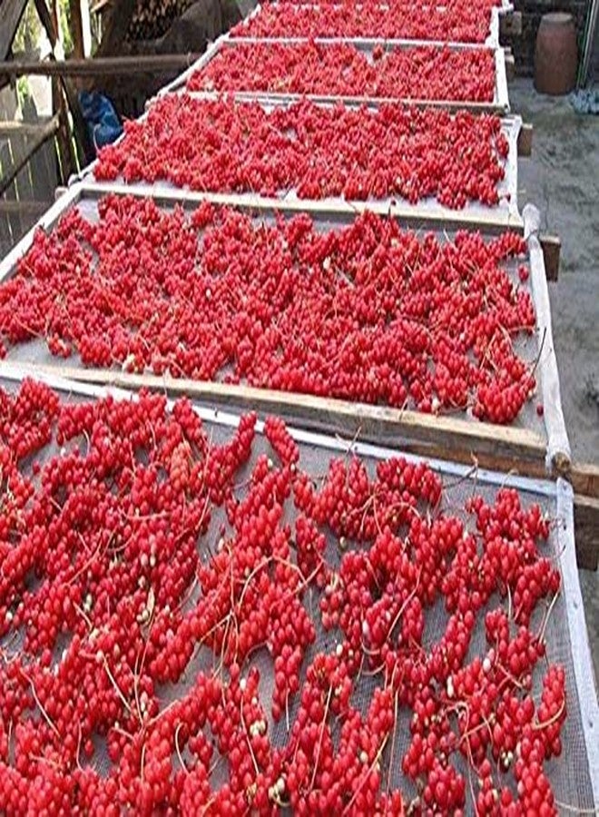 Nature Tea Schisandra Berry - New Crop Schisandra chinensis Dried Loose Berry from 100% Nature (2 oz) - Image 4