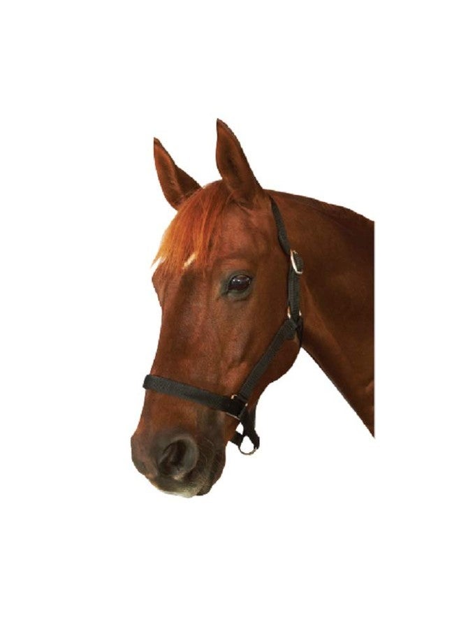 Roma Everyday Halter, Purple, Full