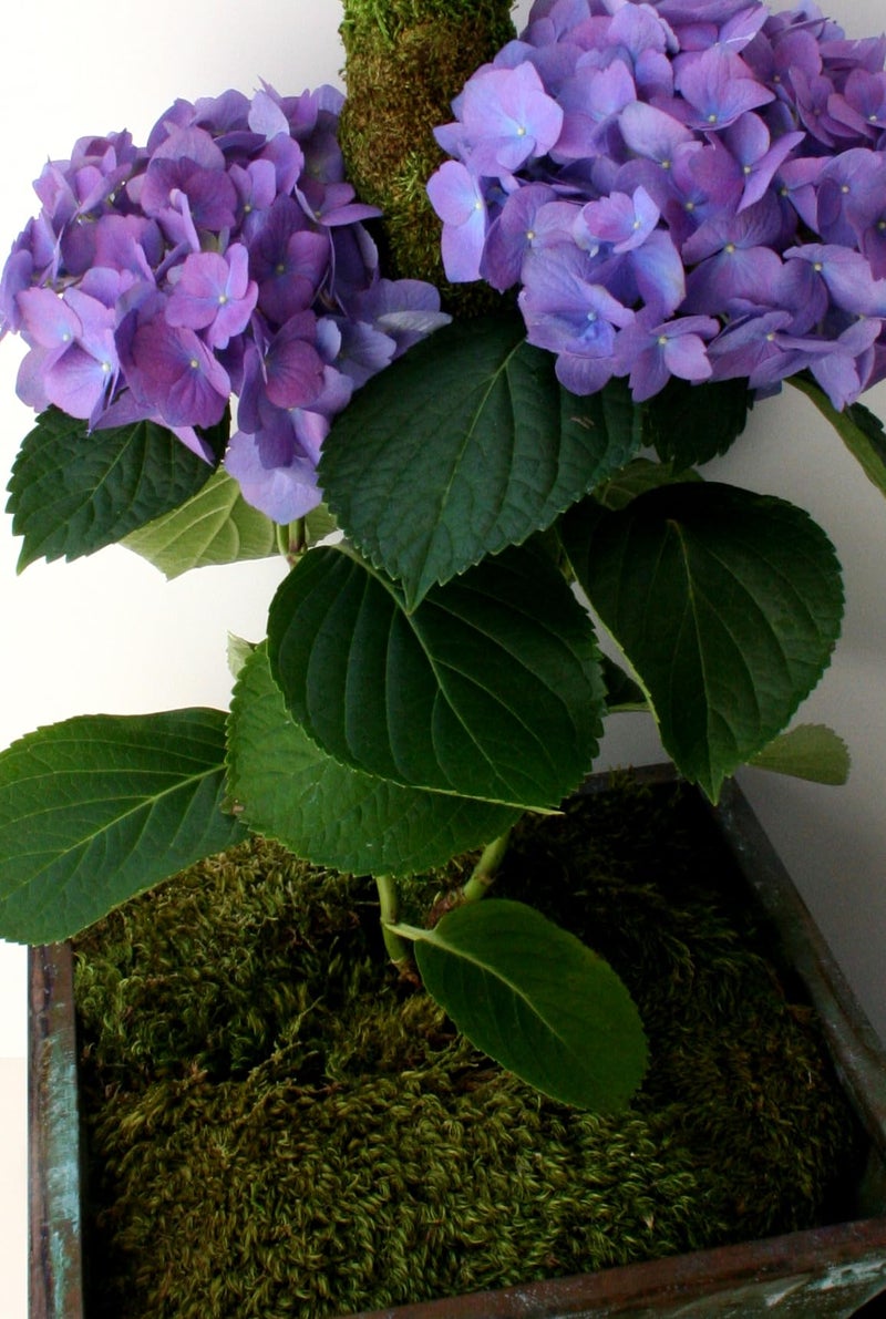 SuperMoss (21542) Mood Moss Preserved, Fresh Green, 4oz - Image 3