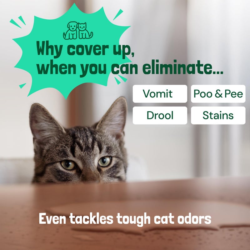 Sunny & Honey Pet Stain & Odor Miracle - 32 Fl Oz, Spring Mint Scent - Carpet Cleaner & Enzyme Spray for Carpets, Mattresses & Upholstery - Rug Shampoo & Dog Pee Cleaner & Odor Remover - Image 4