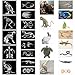 Saypacck 13 Pcs Animal XRay Set with 13 Pcs Animals Flash Cards Educational Science Kits - Image 2