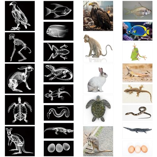 Saypacck 13 Pcs Animal XRay Set with 13 Pcs Animals Flash Cards Educational Science Kits - Image 1