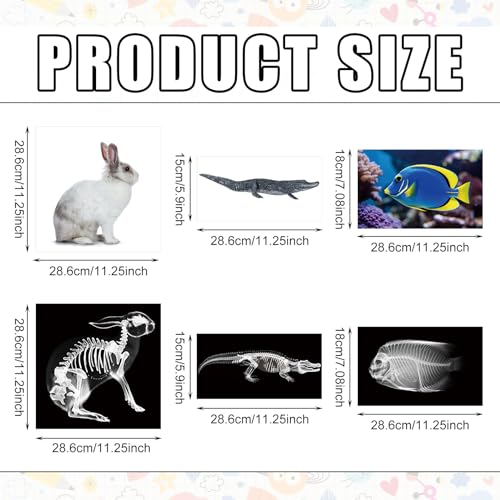 Saypacck 13 Pcs Animal XRay Set with 13 Pcs Animals Flash Cards Educational Science Kits - Image 5
