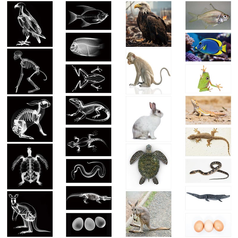 Saypacck 13 Pcs Animal XRay Set with 13 Pcs Animals Flash Cards Educational Science Kits - Image 3