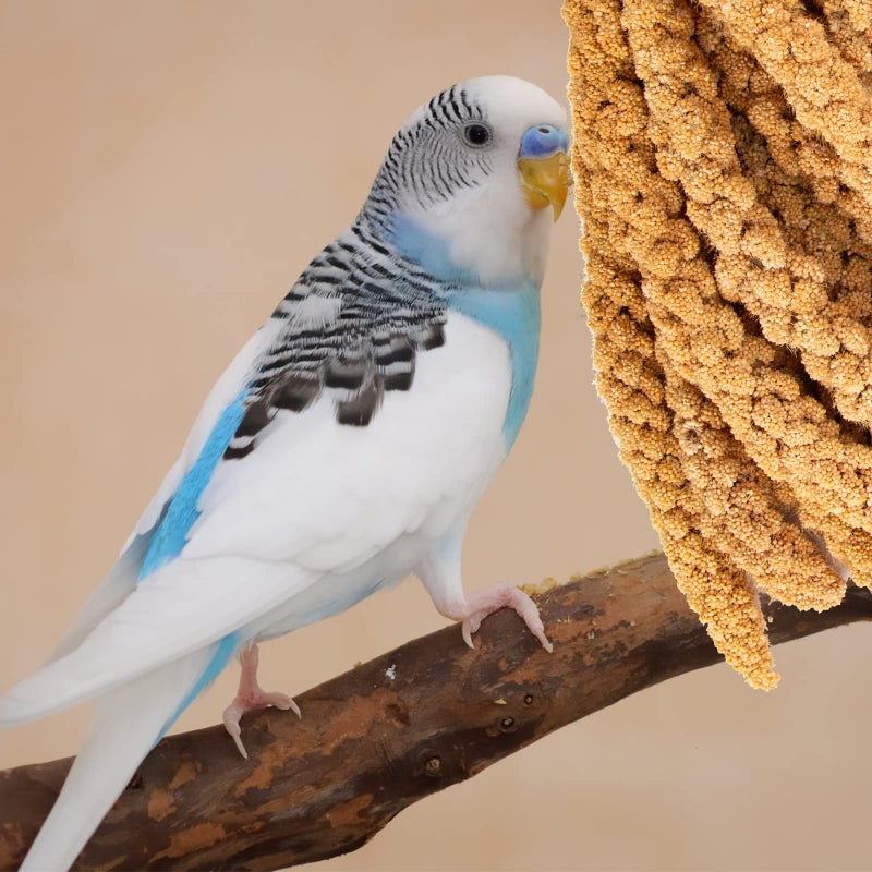Amzey 5.5LB Spray Millet for Parakeets, 100% Natural Sun-Dried Healthy Bird Treat, Non-GMO High Protein Fresh Millet Spray for Parrots, Cockatiel, Finches & Lovebirds - Image 5