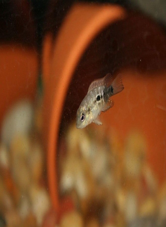 Aquatic Foods Inc. ديدان الدم المجففة بالتجميد من شركة أكواتيك فودز، مناسبة لصغار أسماك الزينة الاستوائية، وأسماك الجوبي، والتترا، والبيتا، والأسماك الصغيرة... عبوة 1 أونصة - Image 3