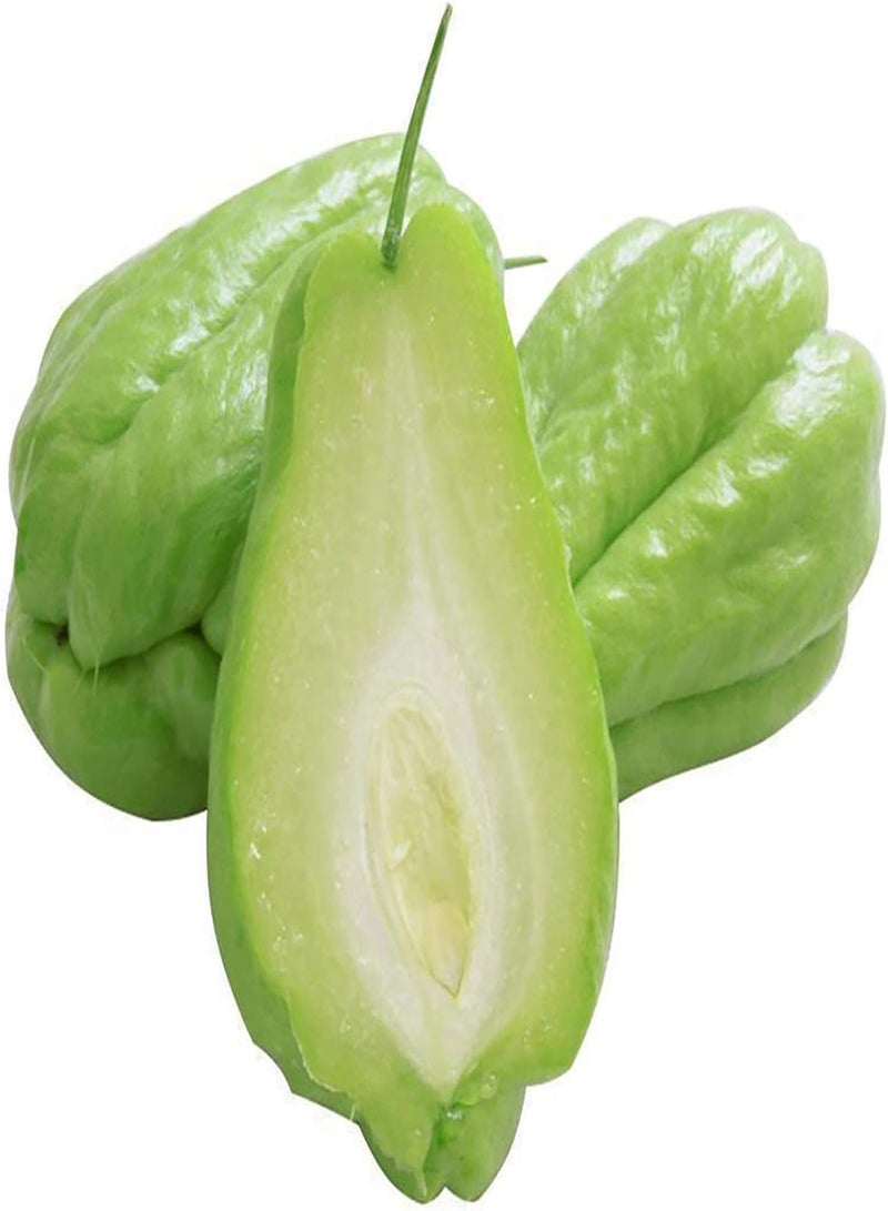 GGOOT Fruit Seeds Productive Non-GMO Fresh Spring Mixed Chayote Seeds Garden Accessories - Image 2