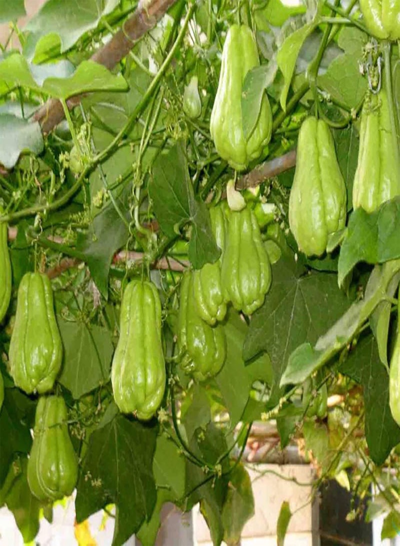GGOOT Fruit Seeds Productive Non-GMO Fresh Spring Mixed Chayote Seeds Garden Accessories - Image 5