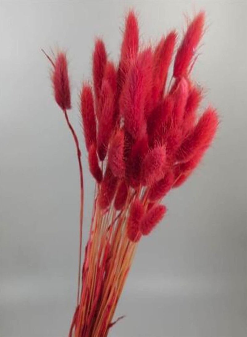 جي جوت بذور للزراعة، 100 قطعة من بذور عشب ذيل الأرنب، نباتات بونساي منزلية مزروعة في أصص، زينة - 4# - بذور عشب ذيل الأرنب - Image 2