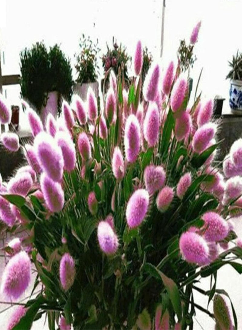 جي جوت بذور للزراعة، 100 قطعة من بذور عشب ذيل الأرنب، نباتات بونساي منزلية مزروعة في أصص، زينة - 4# - بذور عشب ذيل الأرنب - Image 5