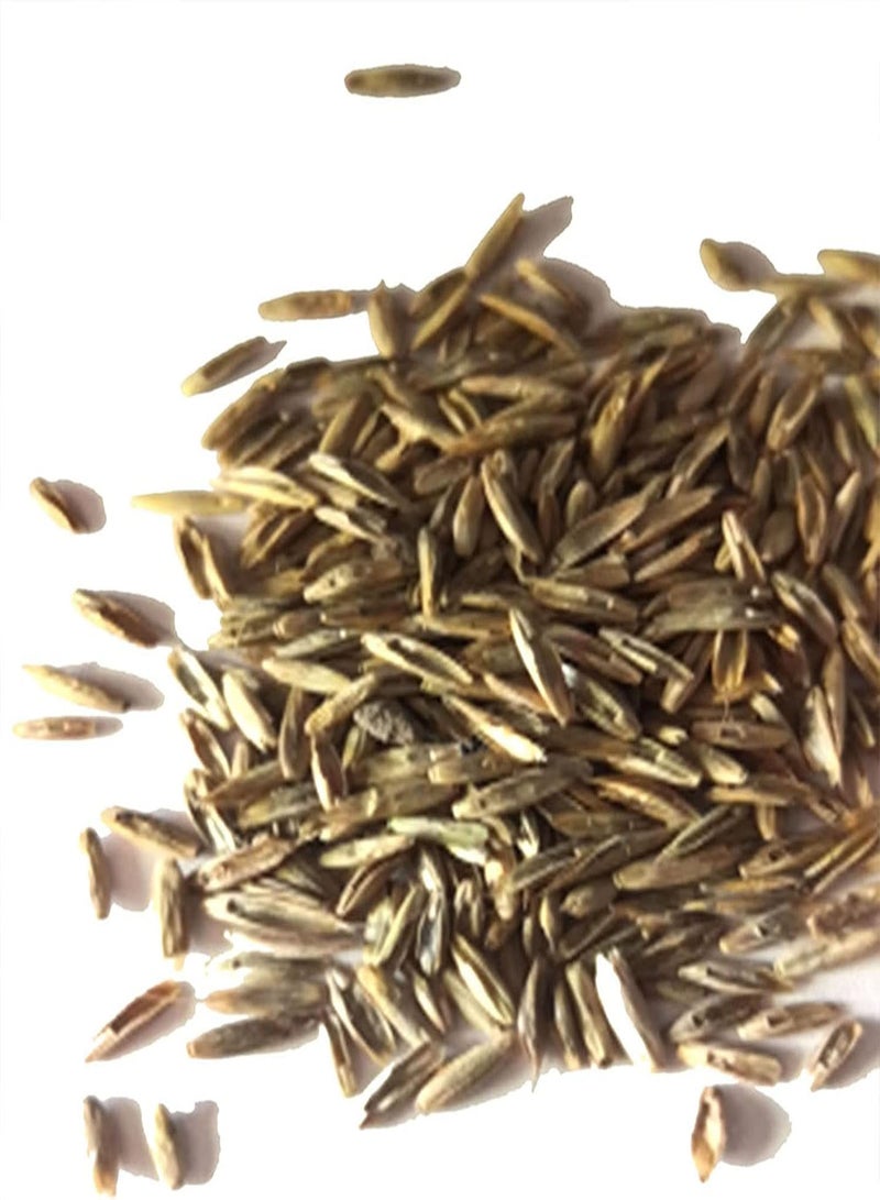 جي جوت بذور للزراعة، 100 قطعة من بذور عشب ذيل الأرنب، نباتات بونساي منزلية مزروعة في أصص، زينة - 4# - بذور عشب ذيل الأرنب - Image 3