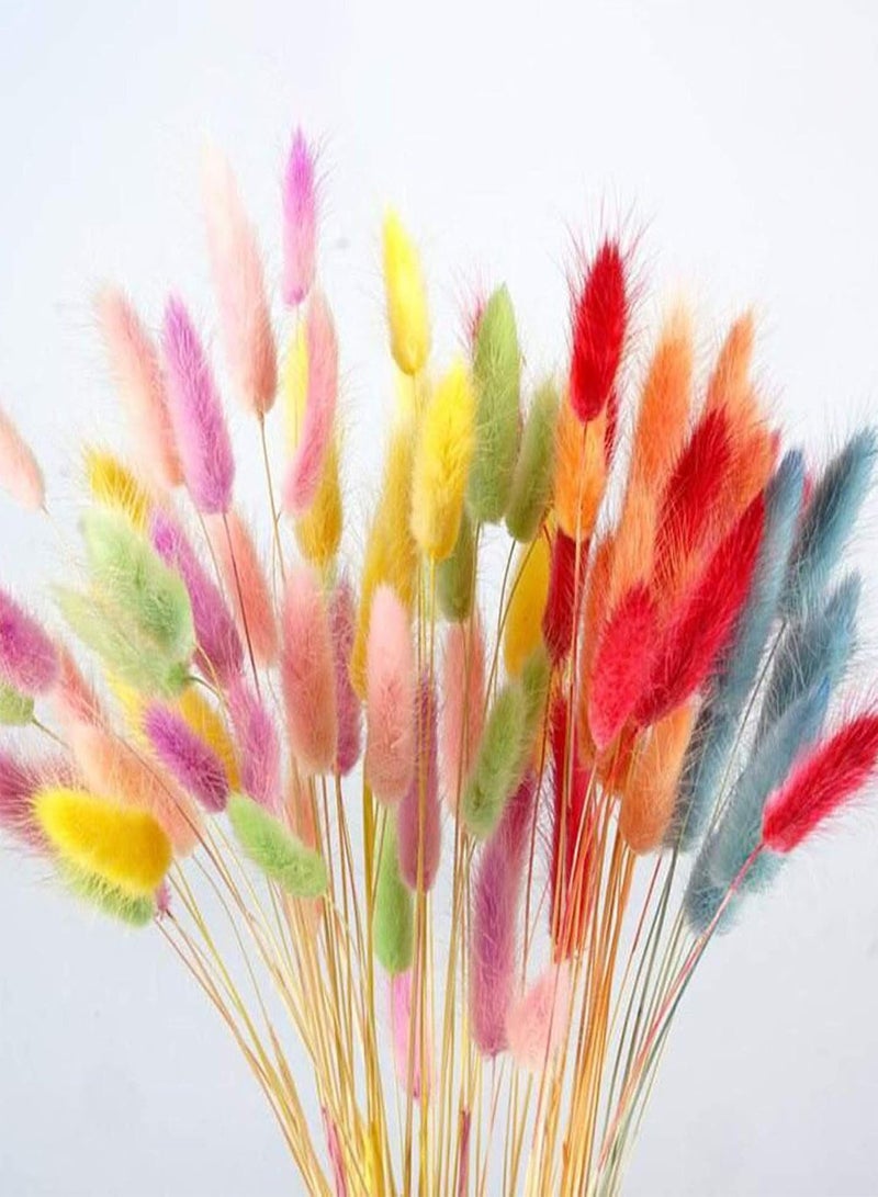 جي جوت بذور للزراعة، 100 قطعة من بذور عشب ذيل الأرنب، نباتات بونساي منزلية مزروعة في أصص، زينة - 4# - بذور عشب ذيل الأرنب - Image 4