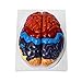 QWORK LifeSize Human Brain Anatomical Model ColorCoded Partitioned Brain 2 Parts Anatomically Accurate Brain Model for Science Classroom Study Display Teaching Medical Model - Image 3