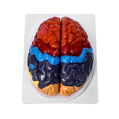 QWORK LifeSize Human Brain Anatomical Model ColorCoded Partitioned Brain 2 Parts Anatomically Accurate Brain Model for Science Classroom Study Display Teaching Medical Model - Image 1