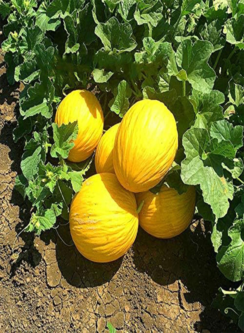 GGOOT Egrow 20 Pcs/Pack Cantaloupe Seeds Yellow Melon Fruit for Home Garden plant - Image 1