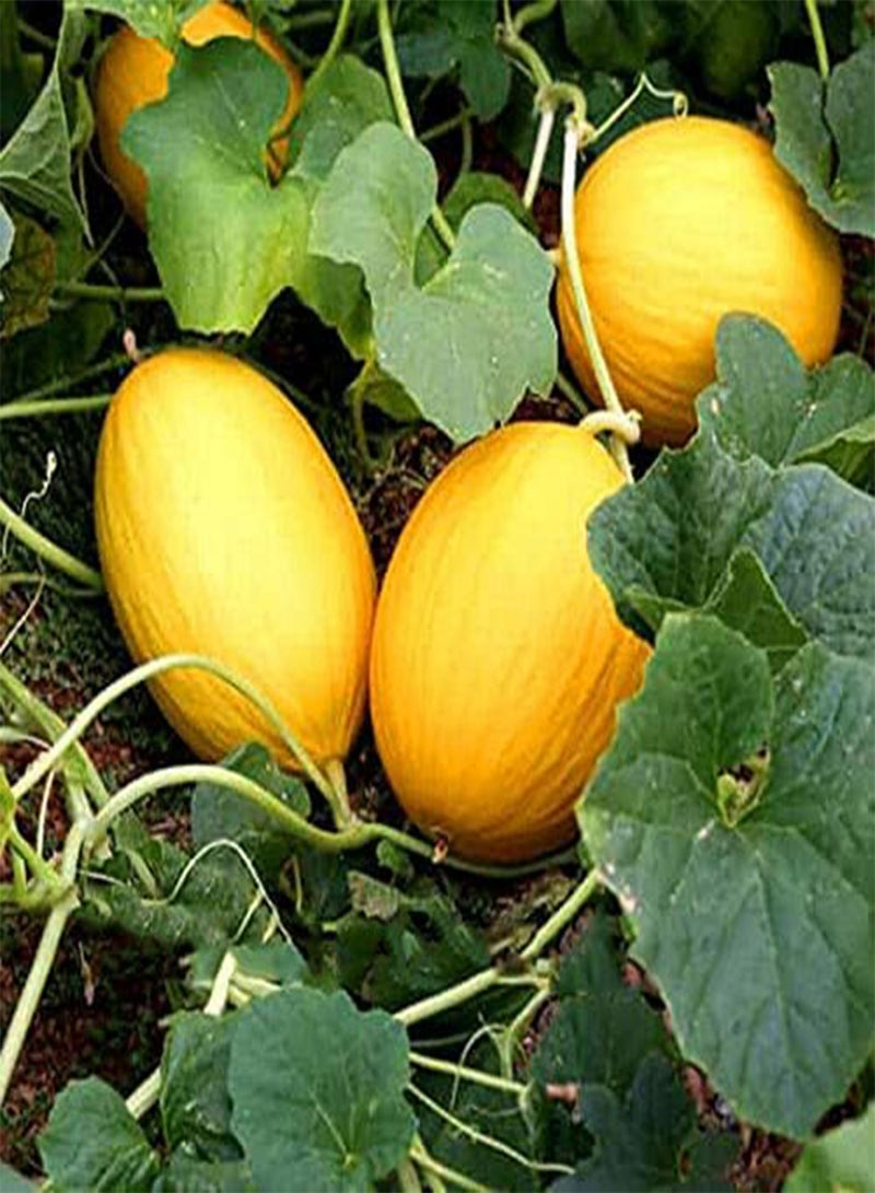 GGOOT Egrow 20 Pcs/Pack Cantaloupe Seeds Yellow Melon Fruit for Home Garden plant - Image 3