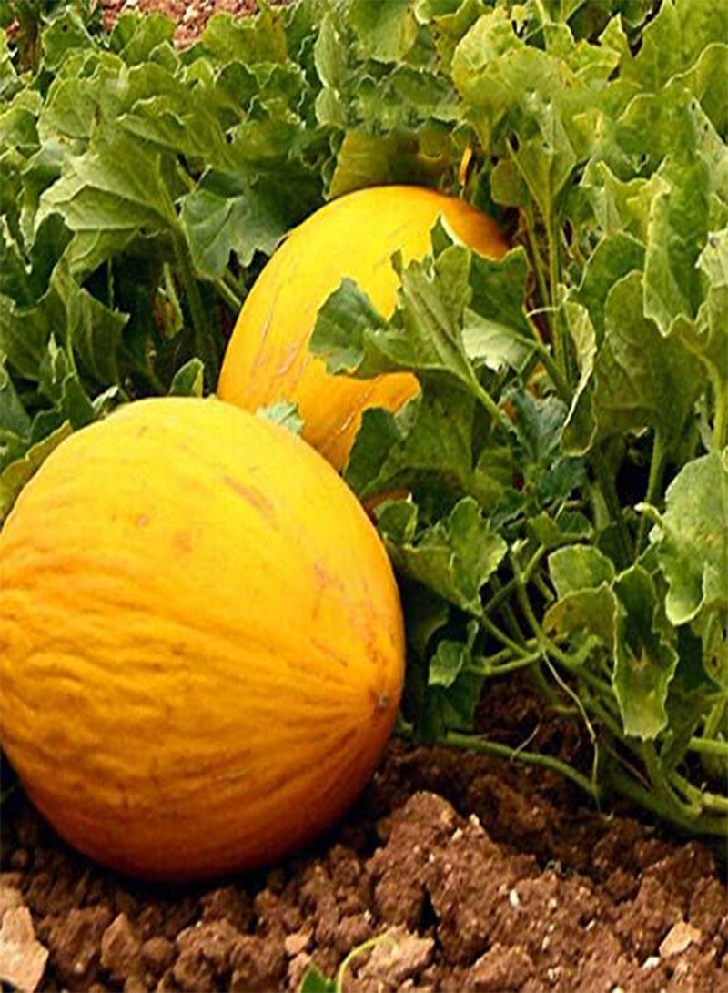 GGOOT Egrow 20 Pcs/Pack Cantaloupe Seeds Yellow Melon Fruit for Home Garden plant - Image 2