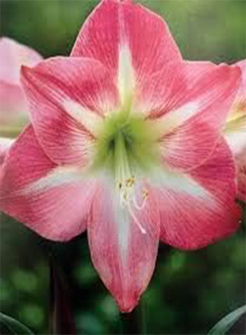 جي جوت بذور طازجة 100 قطعة بذور زهرة الأمارلس للزراعة باللون الوردي 2