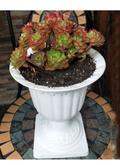 Generic FFD Plastic Plant Flower Seedlings Nursery Pot Decorative Garden Pots Flower Modern Decorative Gardening Containers  - Image 5