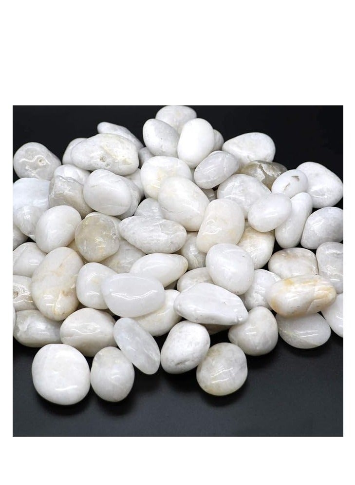 HOME ZONE White Pebbles Stones Large Natural Decorative Polished River Rocks Aquarium Gravel Premium Ornamental Pebbles Glossy Vase Fillers for Terrariums Fish Tank Plants and Gardens 2.2lbs 1 - 1.5 Size - Image 4