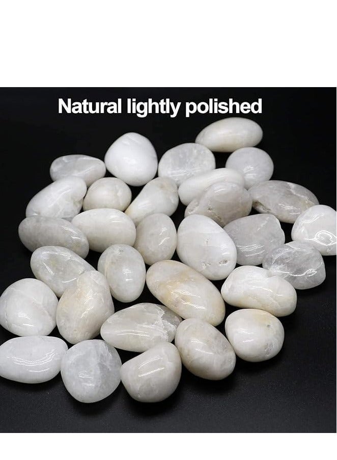 HOME ZONE White Pebbles Stones Large Natural Decorative Polished River Rocks Aquarium Gravel Premium Ornamental Pebbles Glossy Vase Fillers for Terrariums Fish Tank Plants and Gardens 2.2lbs 1 - 1.5 Size - Image 3