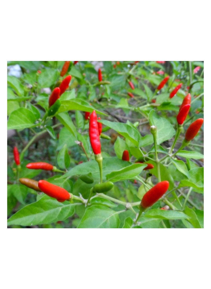 Agrimax AGOO67 Thai Chile Pepper Seeds - pzsku/ZCA83A304A96B0C9491C9Z/45/_/1663418343/b4204c6d-6938-474d-83e1-7d0479e047ac