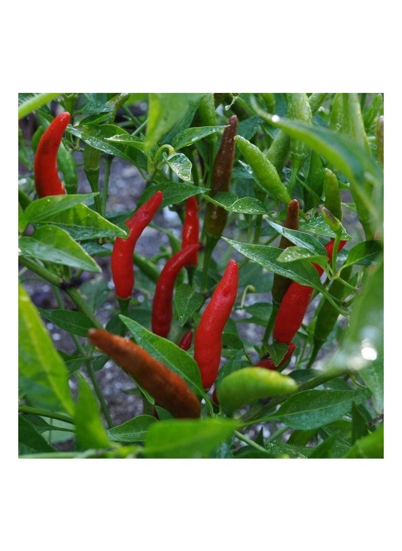 Agrimax AGOO67 Thai Chile Pepper Seeds - pzsku/ZCA83A304A96B0C9491C9Z/45/_/1663418343/c6a72569-e4d9-4c0c-b578-53328517fb32