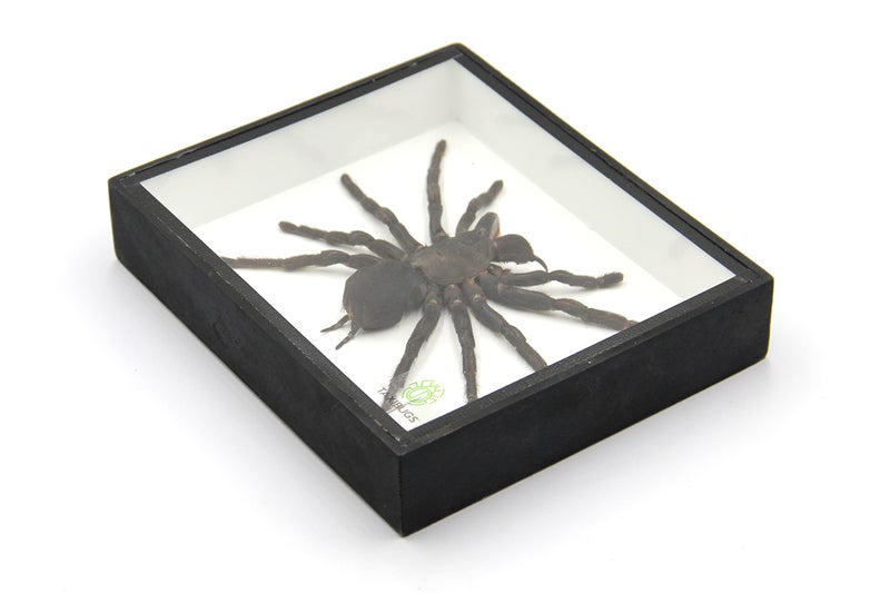 TAXIBUGS Real Giant Bird Eating Tarantula EURYPEIMA SPINCRUS Spider Taxidermy Transparent Boxed Display (Black Wooden Box) - Image 4
