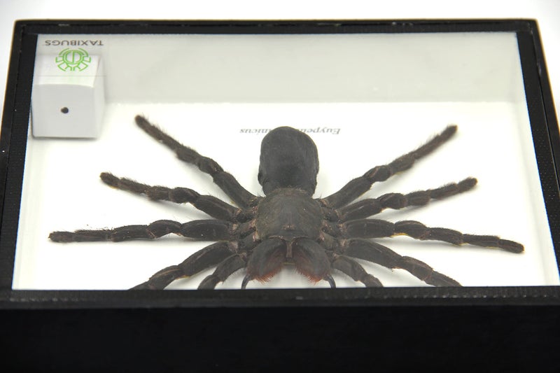 TAXIBUGS Real Giant Bird Eating Tarantula EURYPEIMA SPINCRUS Spider Taxidermy Transparent Boxed Display (Black Wooden Box) - Image 5