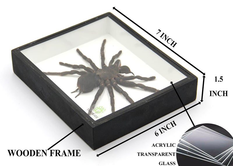 TAXIBUGS Real Giant Bird Eating Tarantula EURYPEIMA SPINCRUS Spider Taxidermy Transparent Boxed Display (Black Wooden Box) - Image 2