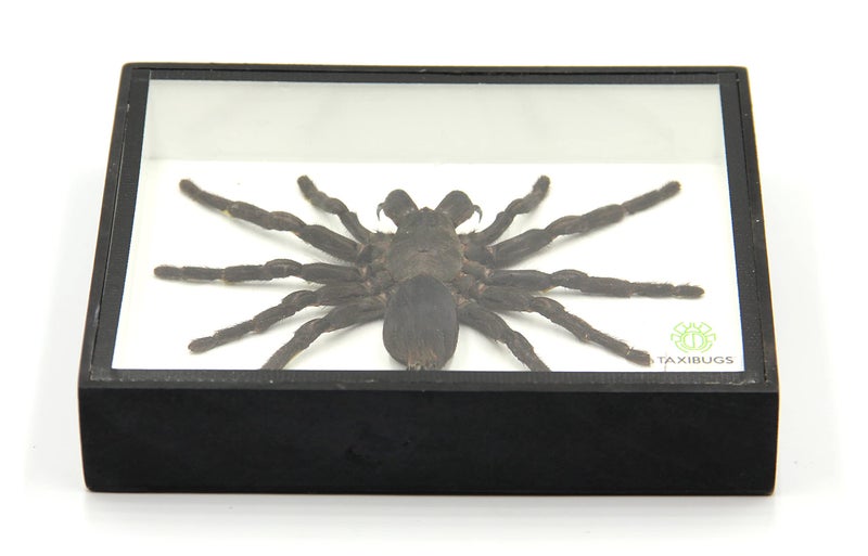 TAXIBUGS Real Giant Bird Eating Tarantula EURYPEIMA SPINCRUS Spider Taxidermy Transparent Boxed Display (Black Wooden Box) - Image 3
