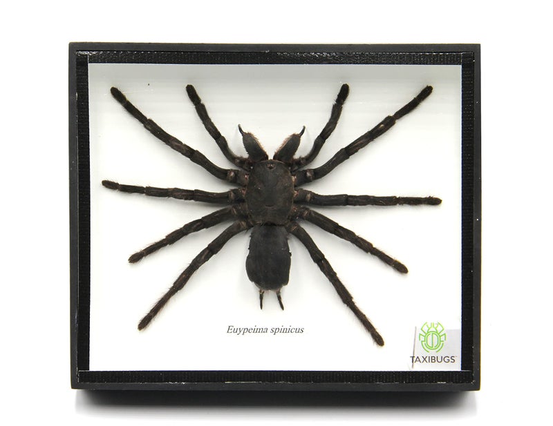TAXIBUGS Real Giant Bird Eating Tarantula EURYPEIMA SPINCRUS Spider Taxidermy Transparent Boxed Display (Black Wooden Box) - Image 1
