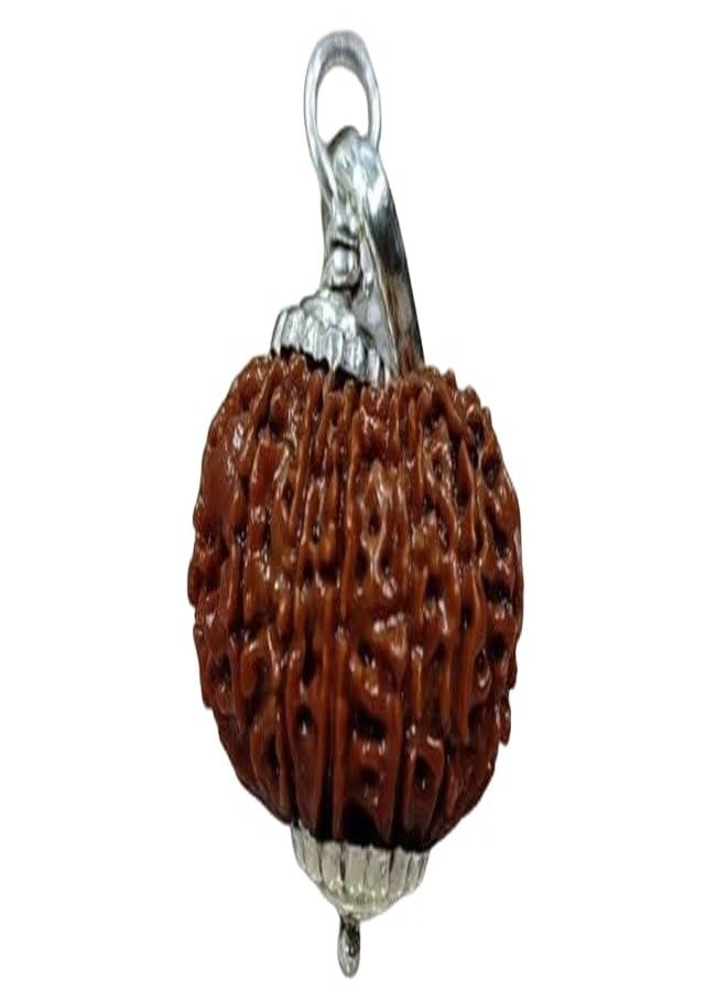 IRIS GEMS 14 Mukhi Rudraksha Original Certified Nepal Fourteen Mukhi Rudraksha Brown Bead Oval Shape 14 मुखी नेपाल रुद्राक्ष With Pendant Or Laal Dori Genuine 14 Face Rudraksha For Men & Women - Image 1