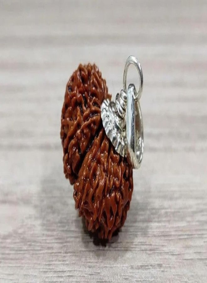 IRIS GEMS 14 Mukhi Rudraksha Original Certified Nepal Fourteen Mukhi Rudraksha Brown Bead Oval Shape 14 मुखी नेपाल रुद्राक्ष With Pendant Or Laal Dori Genuine 14 Face Rudraksha For Men & Women - Image 2