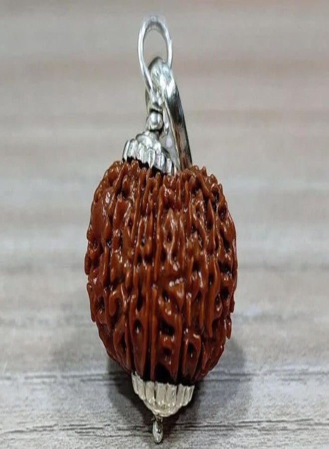 IRIS GEMS 14 Mukhi Rudraksha Original Certified Nepal Fourteen Mukhi Rudraksha Brown Bead Oval Shape 14 मुखी नेपाल रुद्राक्ष With Pendant Or Laal Dori Genuine 14 Face Rudraksha For Men & Women - Image 4