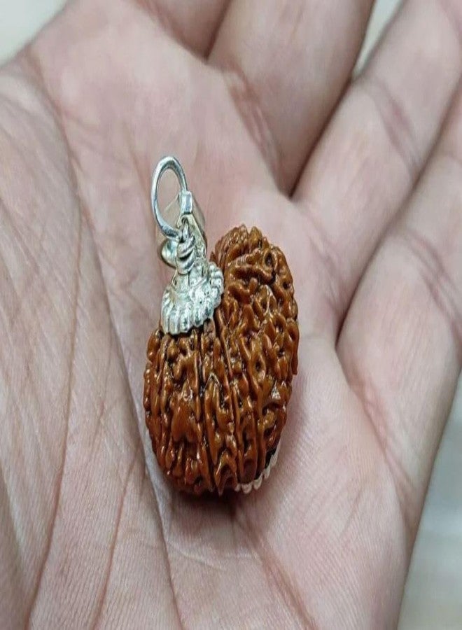 IRIS GEMS 14 Mukhi Rudraksha Original Certified Nepal Fourteen Mukhi Rudraksha Brown Bead Oval Shape 14 मुखी नेपाल रुद्राक्ष With Pendant Or Laal Dori Genuine 14 Face Rudraksha For Men & Women - Image 3