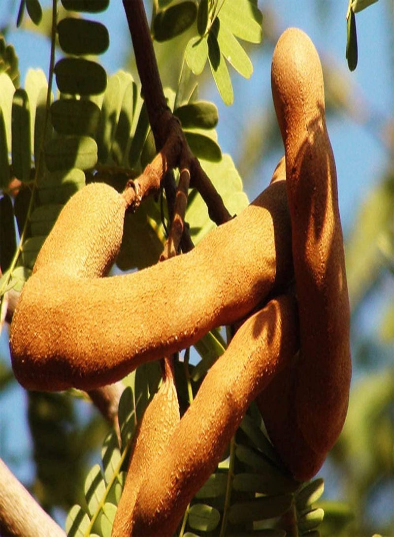 GGOOT 10pcs Rare Heirloom Tamarind Seeds Easy to Manage Planted in Outdoor Yard Enjoy Labor Pleasure Good Harvest Brings Sense of Accomplishment - Image 3