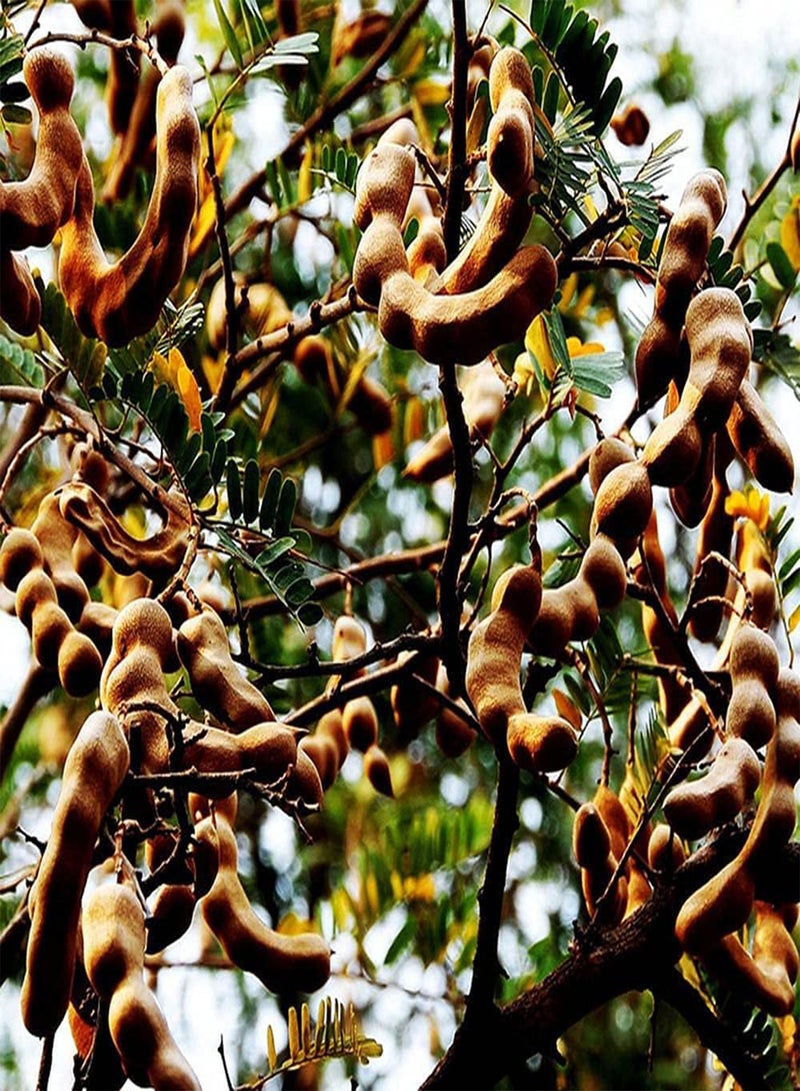 GGOOT 10pcs Rare Heirloom Tamarind Seeds Easy to Manage Planted in Outdoor Yard Enjoy Labor Pleasure Good Harvest Brings Sense of Accomplishment - Image 2