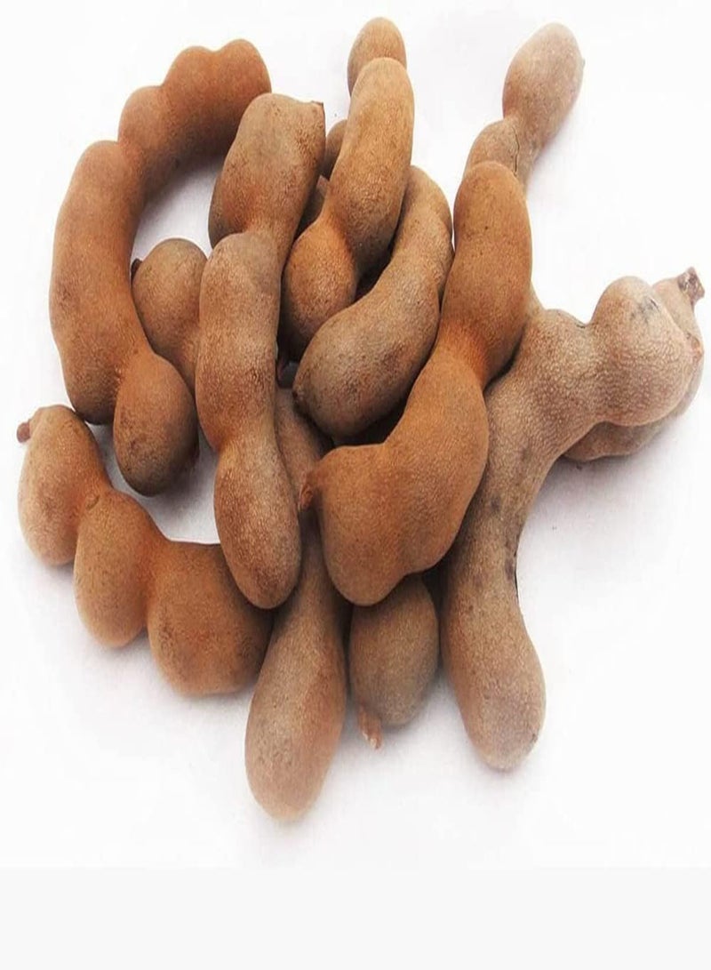 GGOOT 10pcs Rare Heirloom Tamarind Seeds Easy to Manage Planted in Outdoor Yard Enjoy Labor Pleasure Good Harvest Brings Sense of Accomplishment - Image 1