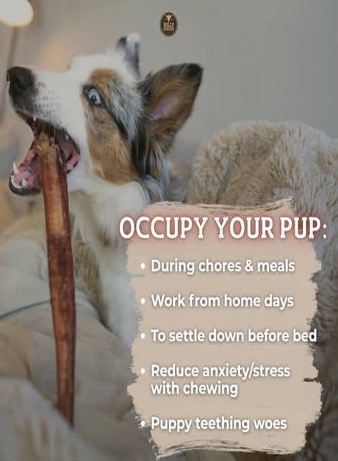 Bully Bunches Premium (12" Standard - 5 Pack) Odor Free Bully Sticks for Small & Medium Dogs - Consistently Sized, Long Lasting Chews for Oral Care - All Natural Beef Dog Treats - Image 5