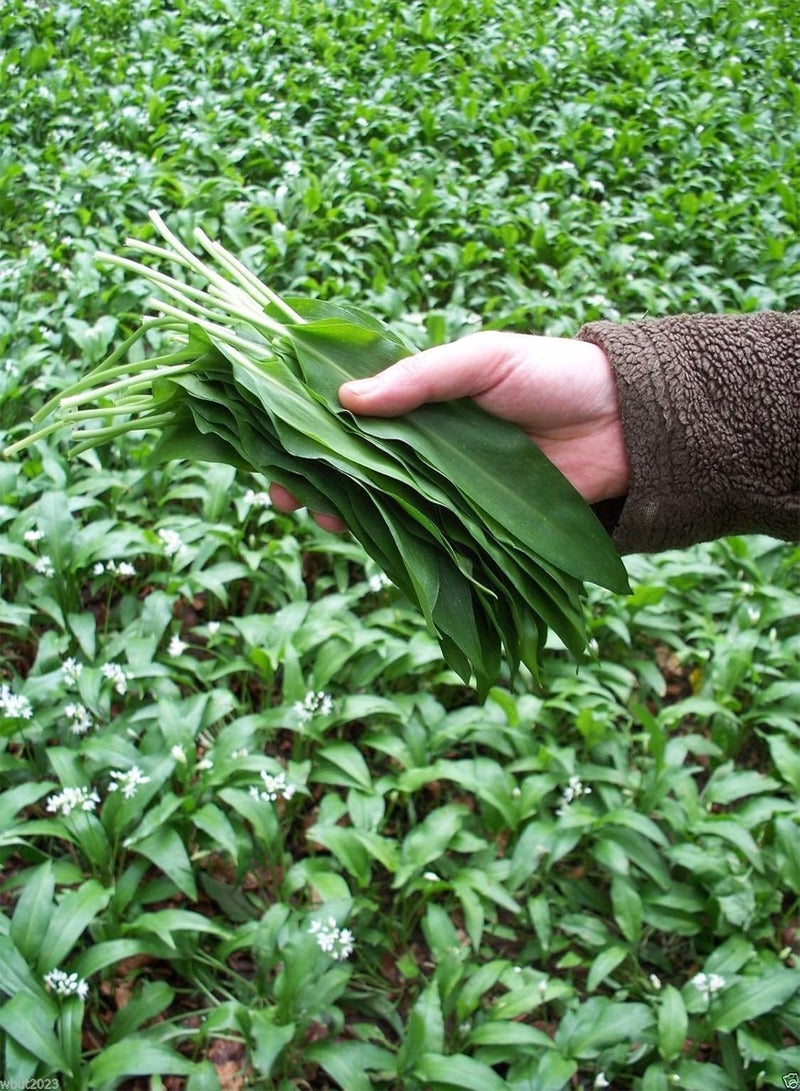 GGOOT Ramsons, Allium ursinum (100 Seeds) Buckrams,Wild garlic,Broad-leaved Garlic !